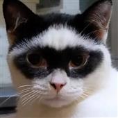 Vò