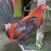Gi