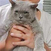 Vậ