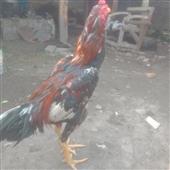 Be