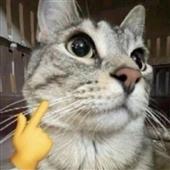 Cu