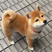 Ma