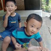 gấ
